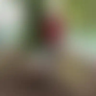 Большая территория – это возможности её развивать и украшать